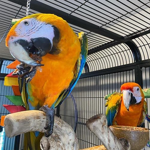 Male & Female Tropicana macaws – https://janiceparrots.com/