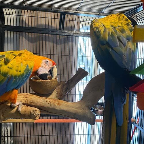 Male & Female Tropicana macaws – https://janiceparrots.com/